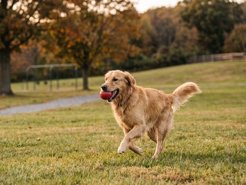 Fetch Time AI video template